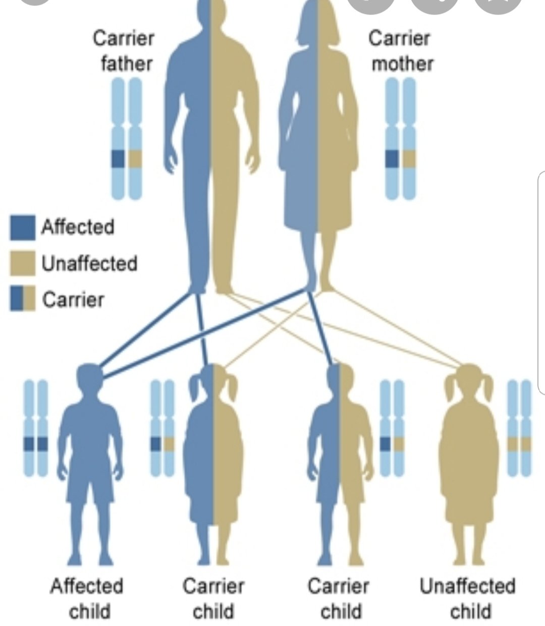 Boala genetică - transmiterea genetică a bolilor | Anatomie si fiziologie